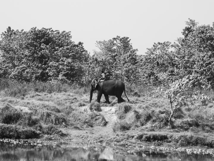 a dorso elefante nepal viaggio nepal sauraha foto lorenzo zelaschi emotions magazine rivista viaggi rivista turismo