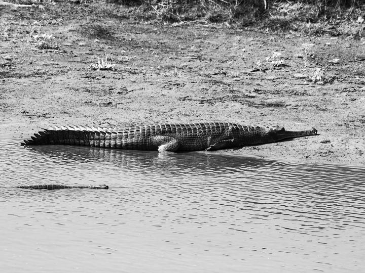 giungla coccodrillo nepal viaggio nepal sauraha foto lorenzo zelaschi emotions magazine rivista viaggi rivista turismo