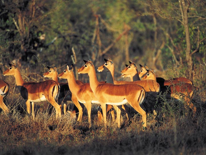 antilopi - viaggio savana sud africana - emotions magazine - rivista viaggi - rivista turismo