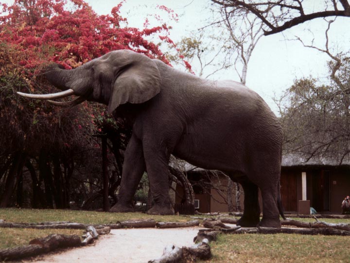elefante - viaggio savana sud africana - emotions magazine - rivista viaggi - rivista turismo