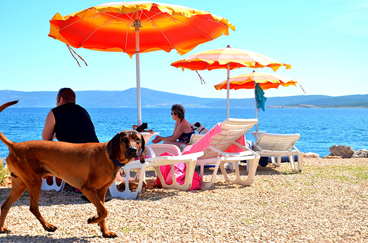 Monty.s dog beach and bar_Crikvenica (3)
