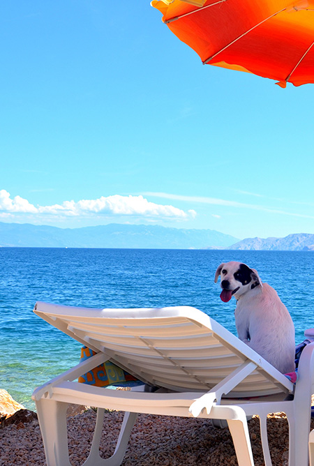 Monty.s dog beach and bar_Crikvenica (4)