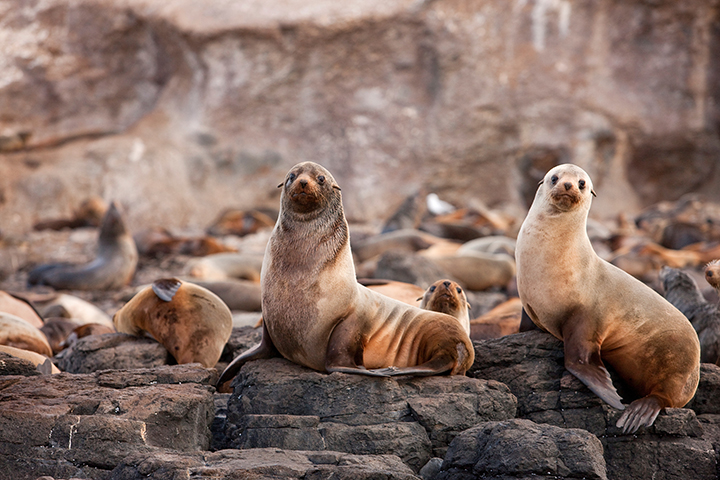 Phillip Island Seal Rocks