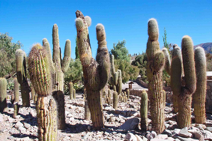 argeno29m Tilcara cactus copia