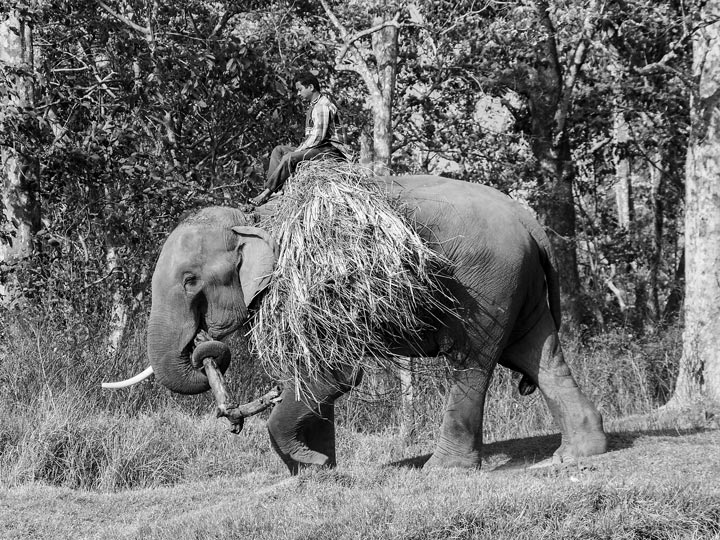 a dorso elefante nepal viaggio nepal sauraha foto lorenzo zelaschi emotions magazine rivista viaggi rivista turismo