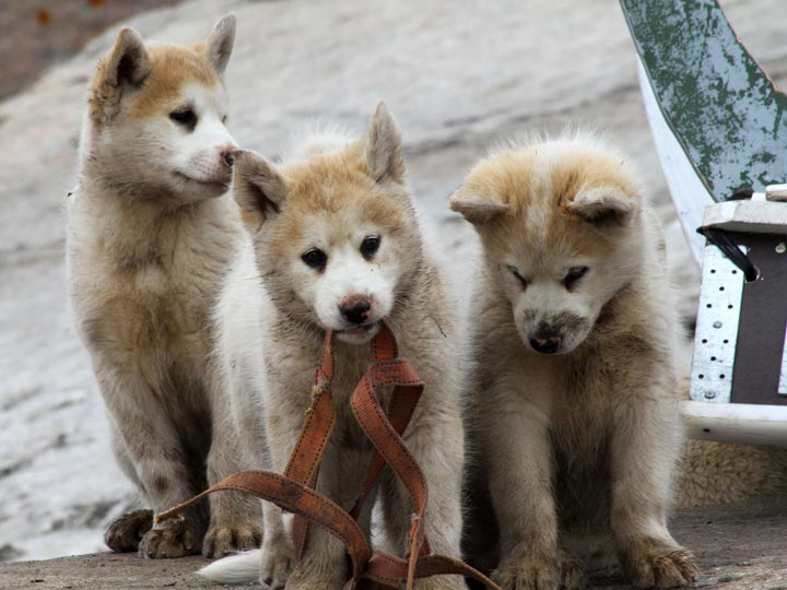 cuccioli di lupo groenlandia viaggio groenlandia emotions magazine rivista viaggi rivista turismo