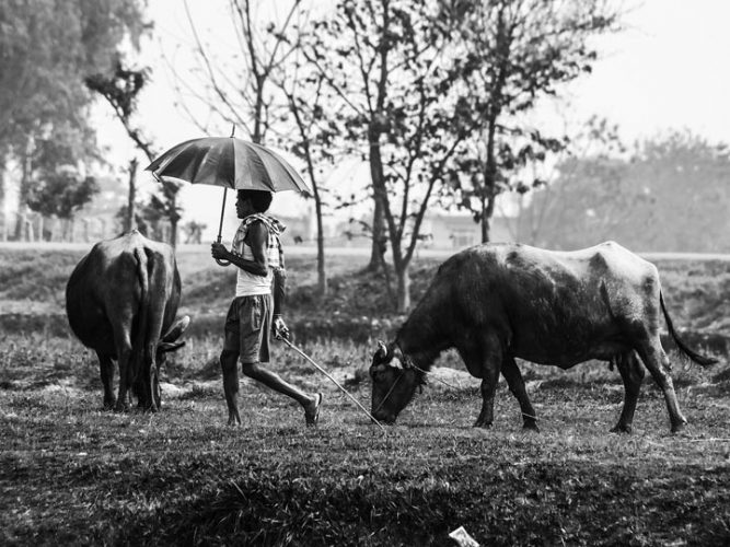 pastore mucche nepal viaggio nepal sauraha foto lorenzo zelaschi emotions magazine rivista viaggi rivista turismo