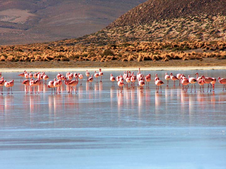 fenicotteri rosa su di un lago ghiacciato Bolivia emotions magazine rivista viaggi rivista turismo