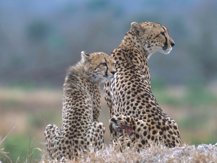 ghepardi - viaggio savana sud africana - emotions magazine - rivista viaggi - rivista turismo