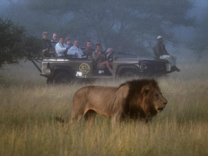 leone safari - viaggio savana sud africana - emotions magazine - rivista viaggi - rivista turismo