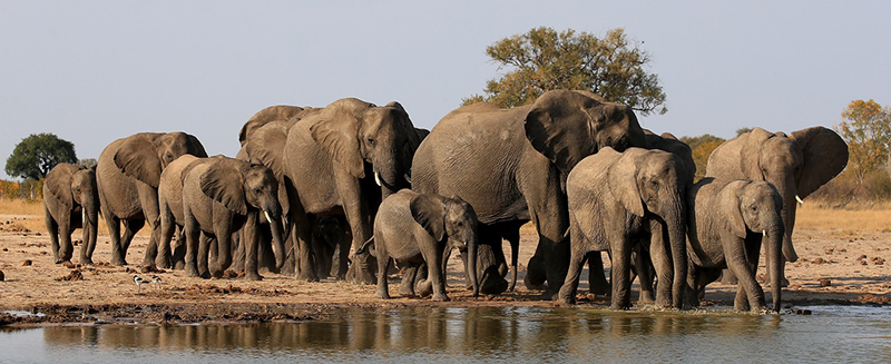 BOTSWANA Elefanti copia