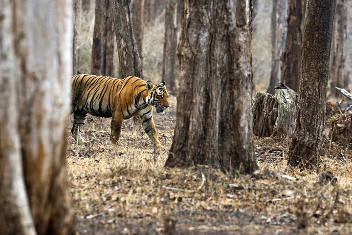 india-progetto-tigre