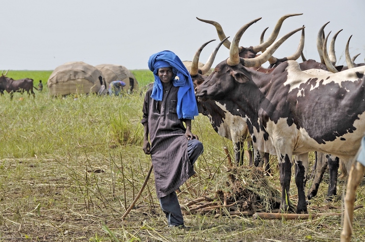 In Chad per il Gerewoll, la festa dei pastori Peul (2) copia