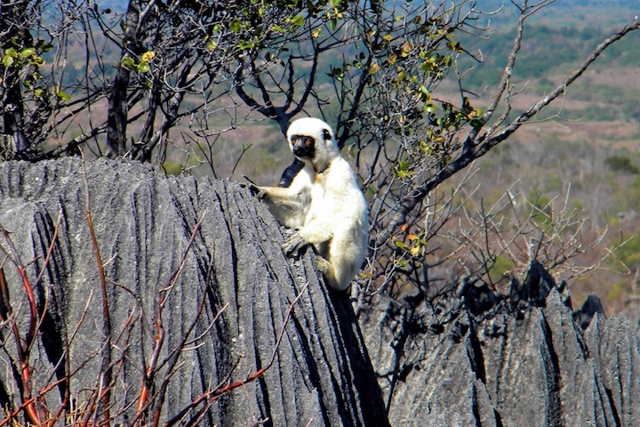 Madagascar_fauna