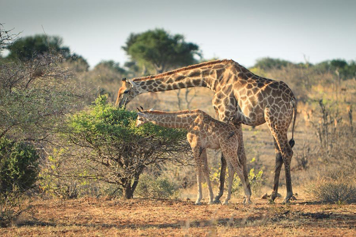 Mozambico_giraffe copia