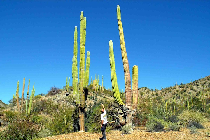 baja25m cactus copia