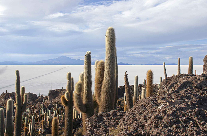 bol15m Salar de Uyuni cactus copia