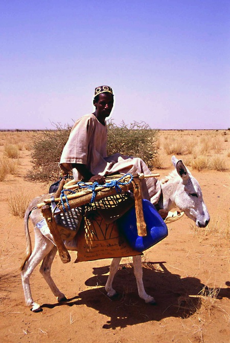 sudan30Mv nomade asino
