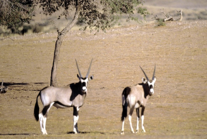 tanz38m kudu