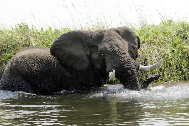 Elefante ‚Äì Loxodonta africana ‚Äì Elephant Foto AOK n. 4767
