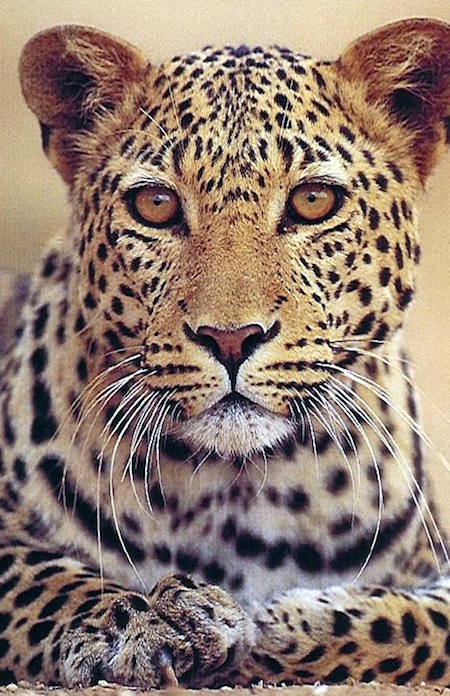 tanz45mv leopardo